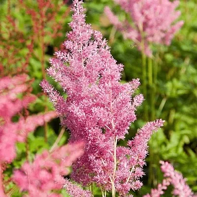 Астильба РЕЙНЛЕНД японская  Астильба РЕЙНЛЕНД японская в Белгороде