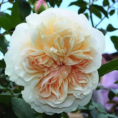 Саженцы роз ЛИЧФИЛД ЭНДЖЕЛ английская  Саженцы роз ЛИЧФИЛД ЭНДЖЕЛ английская в Белгороде