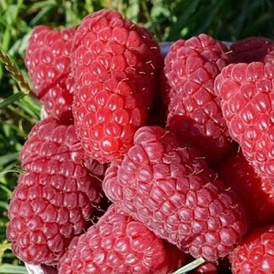 Малина САМОСВАЛ  Малина САМОСВАЛ в Белгороде