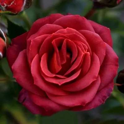 Саженцы роз ЧОКОЧИНО спрей  Саженцы роз ЧОКОЧИНО спрей в Белгороде