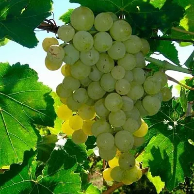 Виноград КИШМИШ МУСКАТНЫЙ  Виноград КИШМИШ МУСКАТНЫЙ в Белгороде