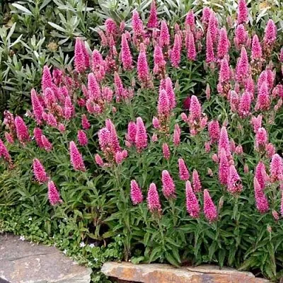 Вероника РОЗЕА колосковая  Вероника РОЗЕА колосковая в Белгороде