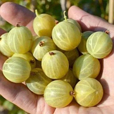 Крыжовник БЕРИЛЛ в Белгороде