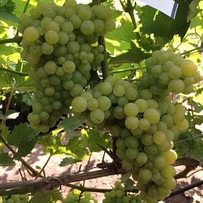 Виноград КИШМИШ 311  Виноград КИШМИШ 311 в Белгороде