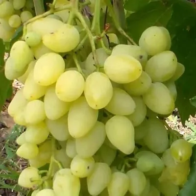 Виноград ЗАРНИЦА  Виноград ЗАРНИЦА в Белгороде