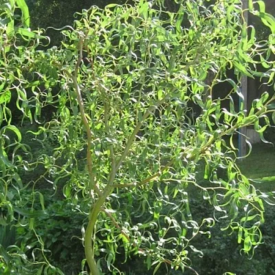 Ива МАТСУДАНА  Ива МАТСУДАНА в Белгороде