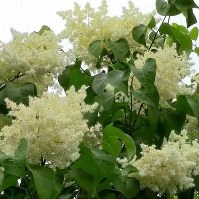 Сирень АМУРСКАЯ  Сирень АМУРСКАЯ в Белгороде