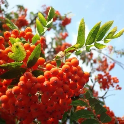 Рябина ВЕФЕД сладкоплодная — описание сорта Рябина ВЕФЕД сладкоплодная в Белгороде