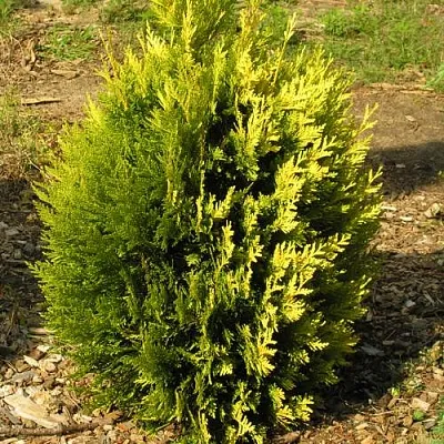 Туя КОППЕР ГОЛД западная  Туя КОППЕР ГОЛД западная в Белгороде