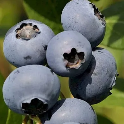Голубика ЧАНДЛЕР  Голубика ЧАНДЛЕР в Белгороде