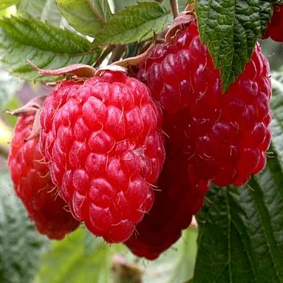 Малина КВЕЛЛИ  Малина КВЕЛЛИ в Белгороде