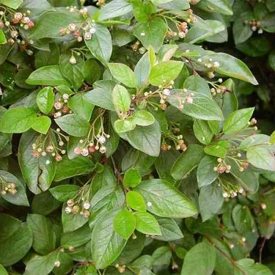 Кизильник блестящий — описание сорта Кизильник блестящий в Белгороде