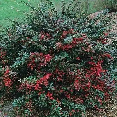 Барбарис РЕД ДЖЕВЕЛ средний   Барбарис РЕД ДЖЕВЕЛ средний  в Белгороде