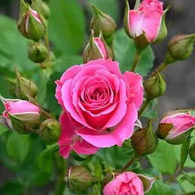 Саженцы роз ЛАВЛИ ЛИДИЯ спрей в Белгороде