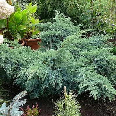 Можжевельник БЛЮ ШВЕД (СВИД) чешуйчатый в Белгороде