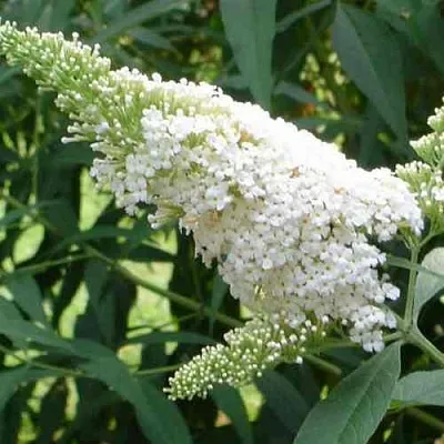 Буддлея давида ВАЙТ ПРОФЬЮЖН в Белгороде