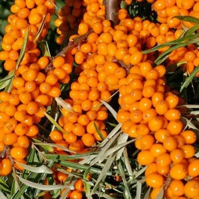 Облепиха ЕЛИЗАВЕТА — описание сорта Облепиха ЕЛИЗАВЕТА в Белгороде