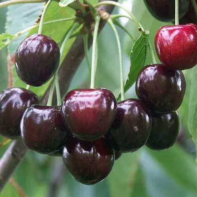 Черешня ЛЮБИМИЦА АСТАХОВА  Черешня ЛЮБИМИЦА АСТАХОВА в Белгороде