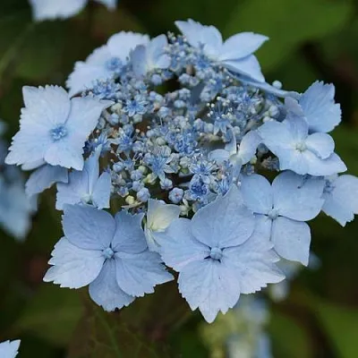 Гортензия БЛЮ ДЕКЛ пильчатая  Гортензия БЛЮ ДЕКЛ пильчатая в Белгороде