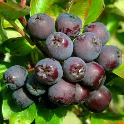 Рябина ЛИКЁРНАЯ сладкоплодная — описание сорта Рябина ЛИКЁРНАЯ сладкоплодная в Белгороде