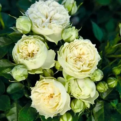 Саженцы роз БЛАНШЕТТ спрей  Саженцы роз БЛАНШЕТТ спрей в Белгороде