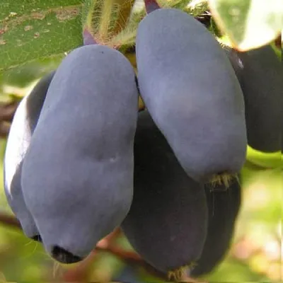 Жимолость съедобная КРУПНОПЛОДНАЯ в Белгороде