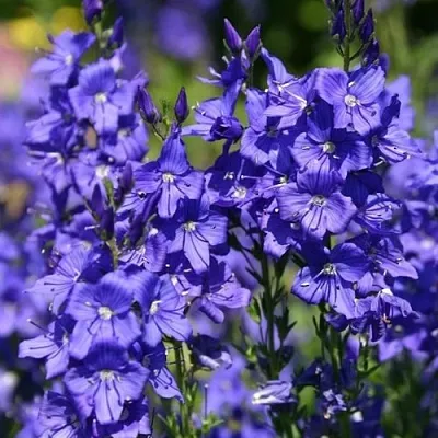 Вероника австрийская  Вероника австрийская в Белгороде