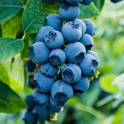 Голубика БОНИФАЦИЙ  Голубика БОНИФАЦИЙ в Белгороде