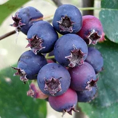 Ирга SLEYT  Ирга SLEYT в Белгороде