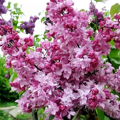 Сирень ОЛИМПИАДА КОЛЕСНИКОВА  Сирень ОЛИМПИАДА КОЛЕСНИКОВА в Белгороде