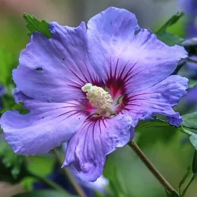 Гибискус МАРИНА сирийский  Гибискус МАРИНА сирийский в Белгороде