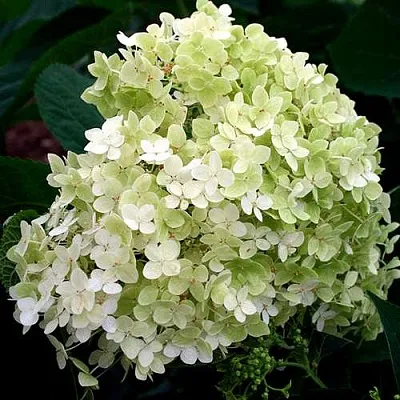 Гортензия СТЕРИЛИС древовидная   Гортензия СТЕРИЛИС древовидная  в Белгороде