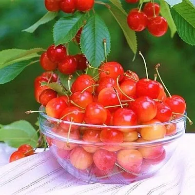 Черешня НАСЛАЖДЕНИЕ в Белгороде