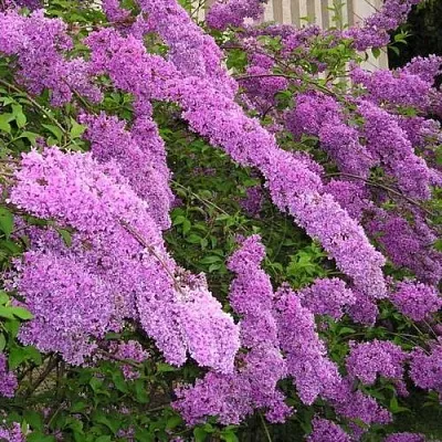 Сирень КИТАЙСКАЯ  Сирень КИТАЙСКАЯ в Белгороде