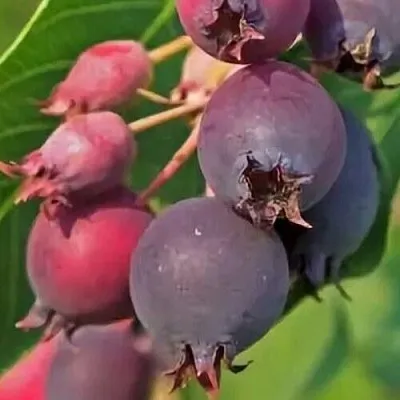 Ирга MANDAN  Ирга MANDAN в Белгороде