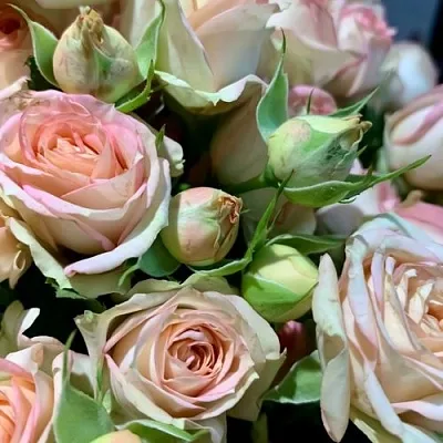 Саженцы роз АЗОРЕ спрей в Белгороде