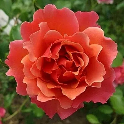 Саженцы роз ЖАН КОКТО флорибунда в Белгороде