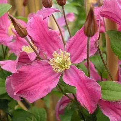 Клематис ИНСПИРЕЙШН ЗОЙН  Клематис ИНСПИРЕЙШН ЗОЙН в Белгороде