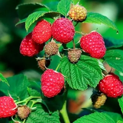 Малиновое дерево  Малиновое дерево в Белгороде