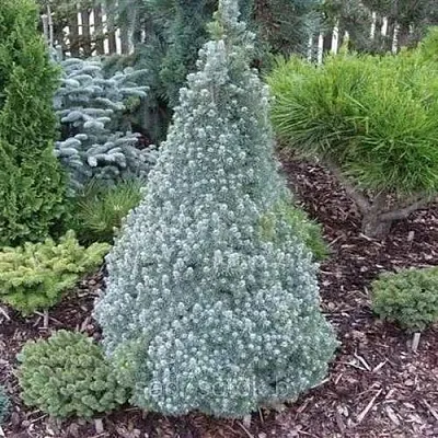 Ель САНДЕРС БЛЮ канадская в Белгороде