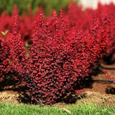 Барбарис ОРАНЖ РОКЕТ тунберга в Белгороде