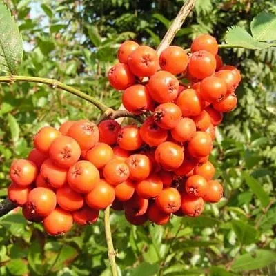 Рябина КОНЦЕНТРА сладкоплодная  Рябина КОНЦЕНТРА сладкоплодная в Белгороде