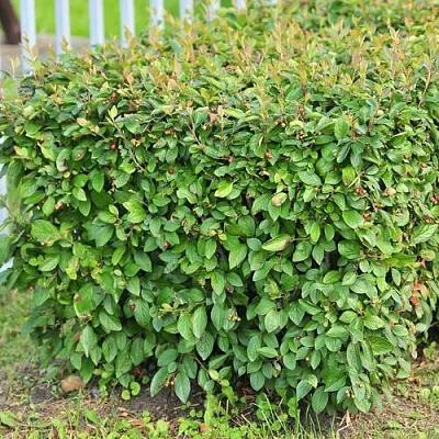 Кизильник блестящий  Кизильник блестящий в Белгороде