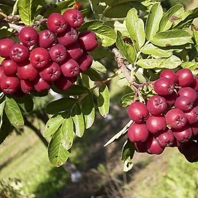 Рябина БУРКА сладкоплодная  Рябина БУРКА сладкоплодная в Белгороде