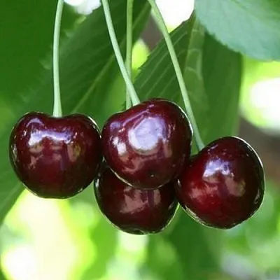 Черешня ЛЕНИНГРАДСКАЯ ЧЁРНАЯ  Черешня ЛЕНИНГРАДСКАЯ ЧЁРНАЯ в Белгороде