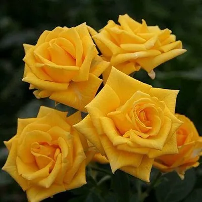 Саженцы роз ШАНИ спрей в Белгороде