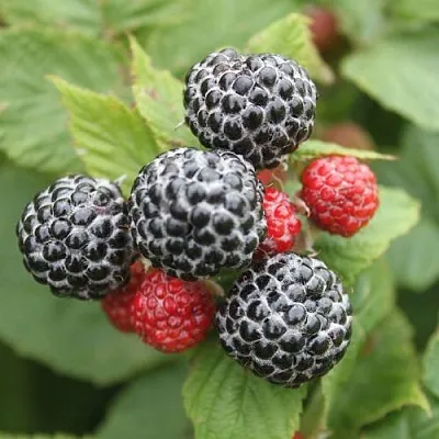 Черная  Черная в Белгороде