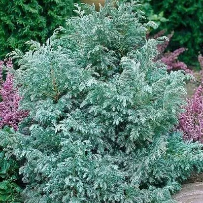 Кипарисовик БУЛЕВАРД горохоплодный  Кипарисовик БУЛЕВАРД горохоплодный в Белгороде