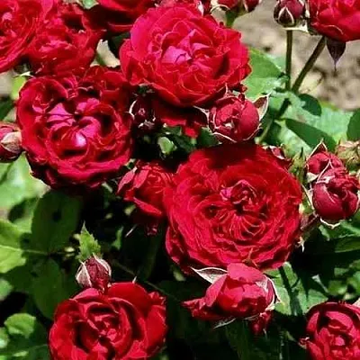 Саженцы роз ТАМАНГО спрей в Белгороде