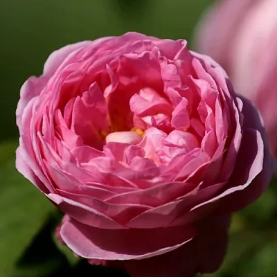Саженцы роз ПИНК ЭКСПРЕШН флорибунда в Белгороде